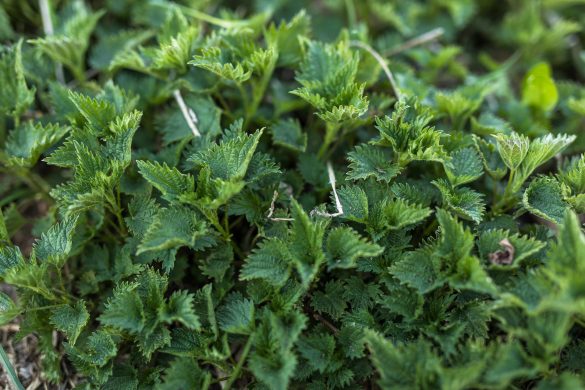 5 Stinging Nettle Recipes + Why This Plant Is So Good For You – Wild  Dispensary