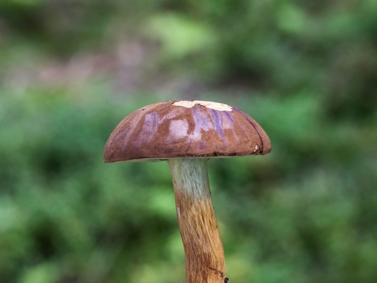 Know your mushrooms – foraging with care - Gone71° N