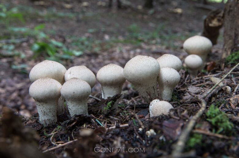 Lycoperdon perlactum or Common Puff Balls, This very common…