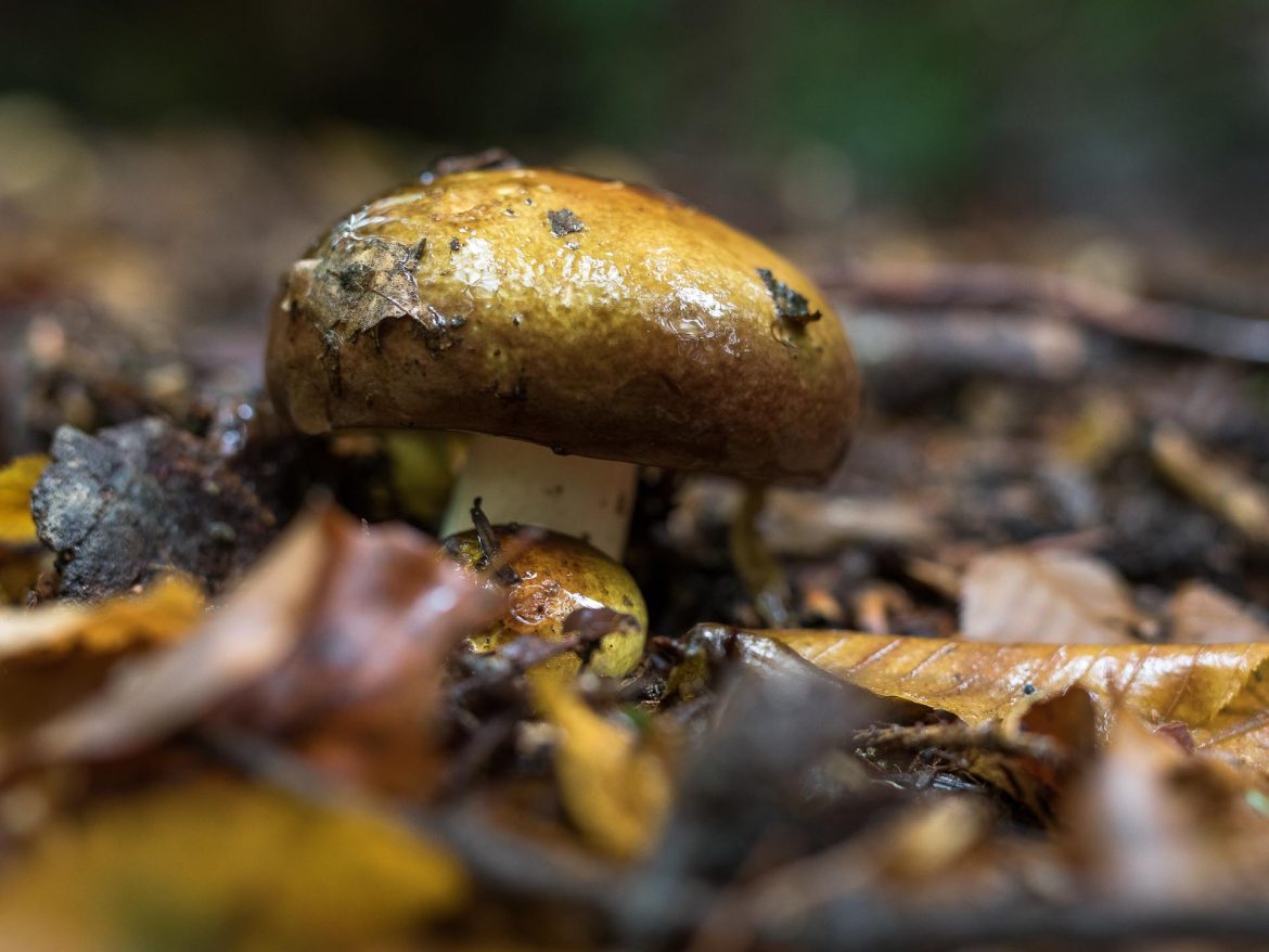 Green Crab brittlegill | Russula clavipes - Gone71° N – Foraging