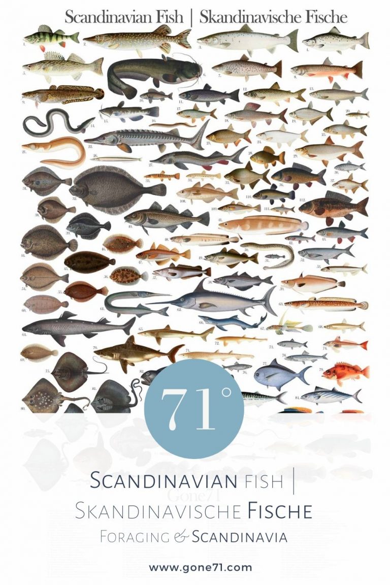 fish travel finland
