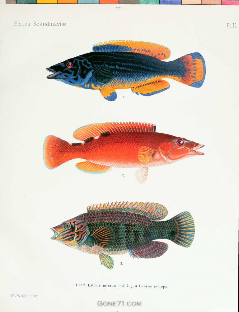 Scandinavian Fish | Skandinavische FIsche – poster - Gone71° N