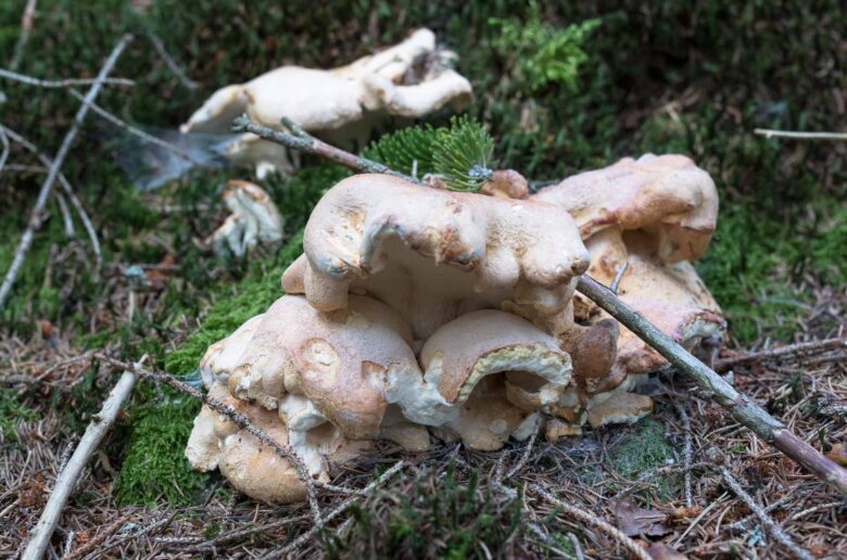 Fused Polypore | Albatrellus confluens - Gone71° N