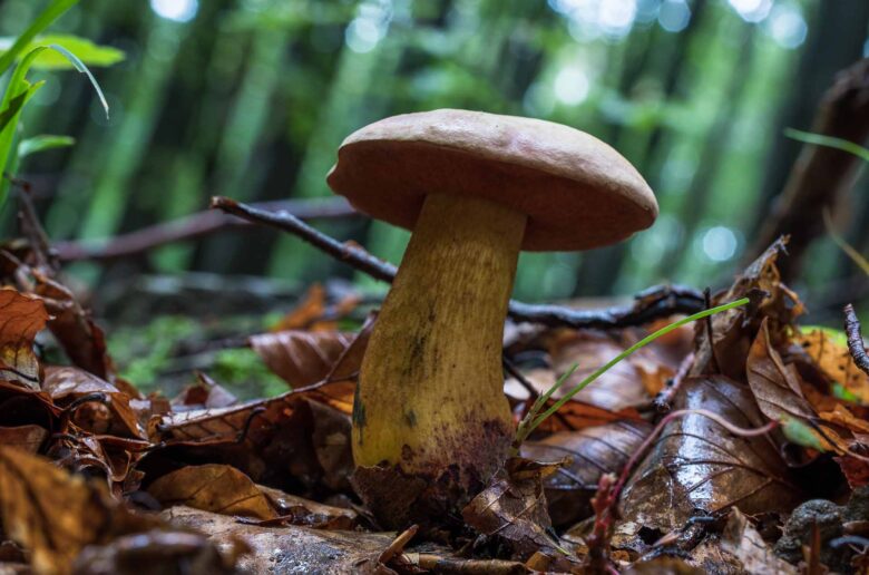 Lurid bolete | Suillellus luridus - Gone71° N