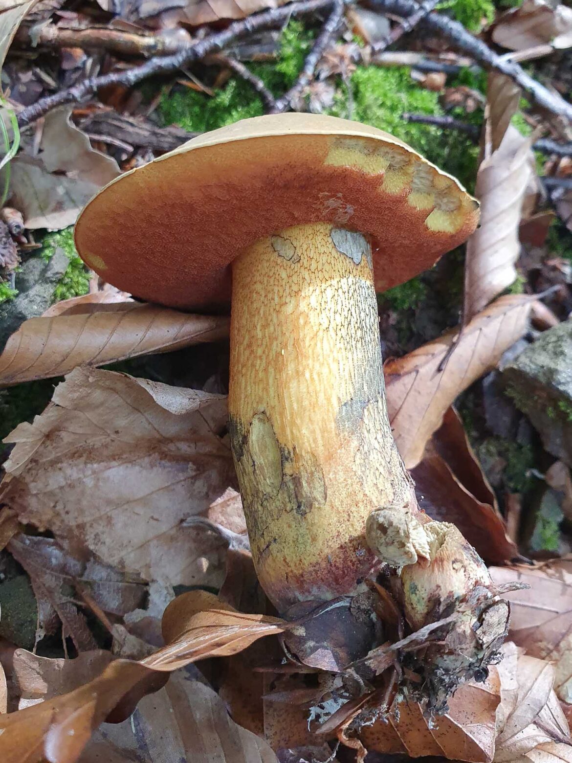 Lurid bolete | Suillellus luridus - Gone71° N