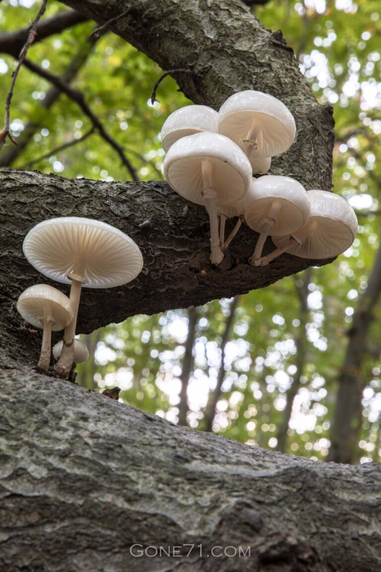 Porcelain fungus | Mucidula mucida