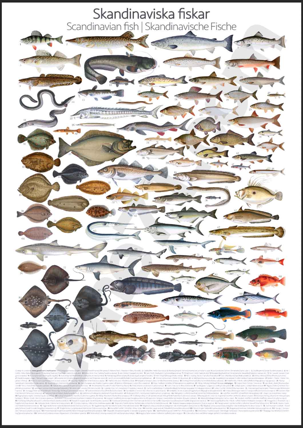8+ Fishes Of Norway