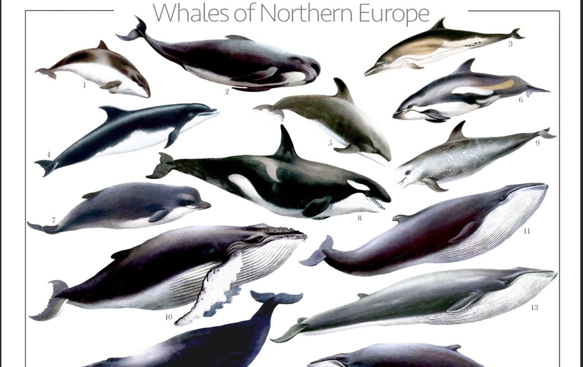 Whales of Scandinavia | Poster - Gone71° N