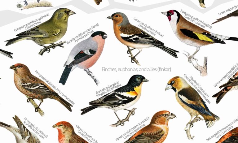 Birds of Sweden poster | Svenska Fåglar Poster - finches
