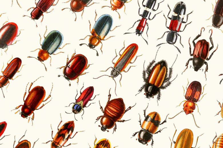 Coleoptera (1000 Bugs) 