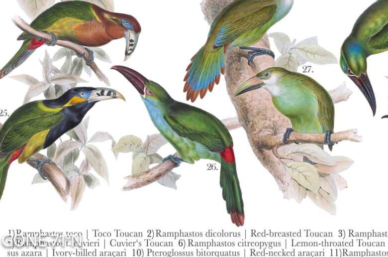 A digital poster displaying illustrated Toucans (Ramphastidae), showcasing their vibrant plumage and distinctive bills. poster detail