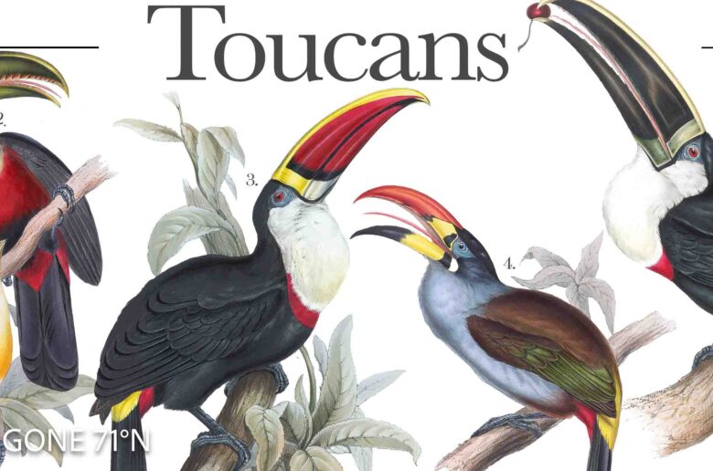 A digital poster displaying illustrated Toucans (Ramphastidae), showcasing their vibrant plumage and distinctive bills. poster detail