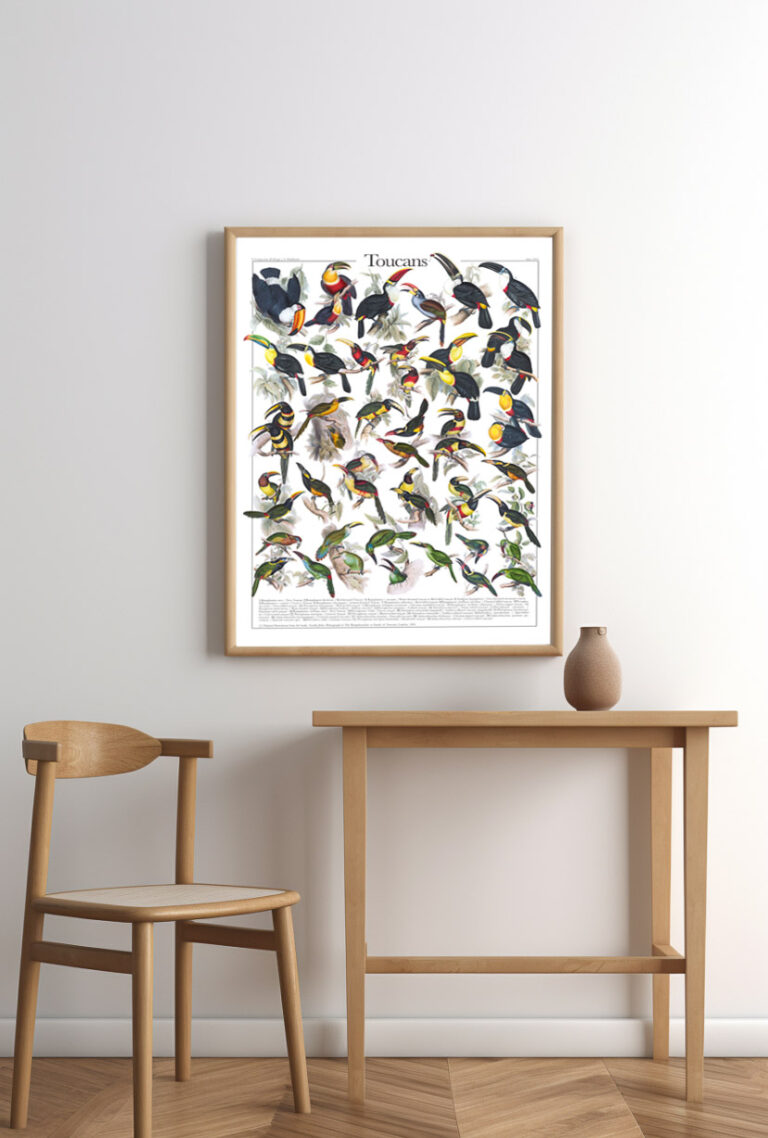 A digital poster displaying illustrated Toucans (Ramphastidae), showcasing their vibrant plumage and distinctive bills. poster mock up