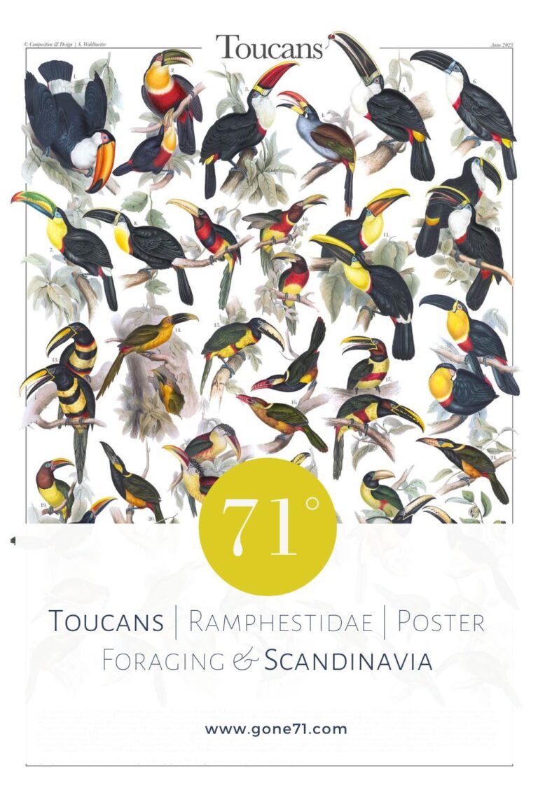 Toucan poster pin